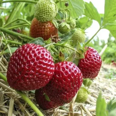 Клубника ЗЕНГА-ЗЕНГАНА в Кобрине