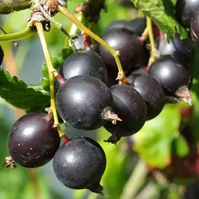 Йошта ДЖОСТАБЕРРИ в Кобрине