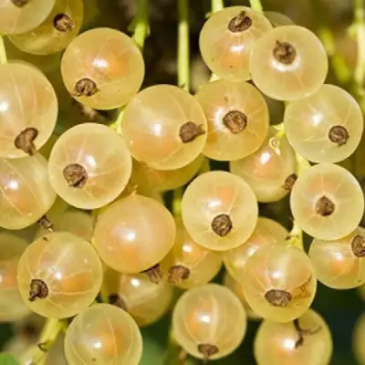 Смородина белая СМОЛЬЯНИНОВСКАЯ в Кобрине