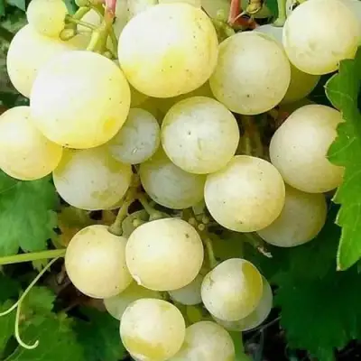 Виноград КЕША МУСКАТ в Кобрине