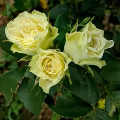 Роза ЛУВИАНА спрей в Кобрине