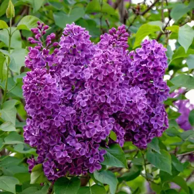 Сирень СУМЕРКИ в Кобрине