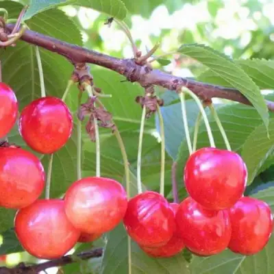 Черешня НАСЛАЖДЕНИЕ в Кобрине