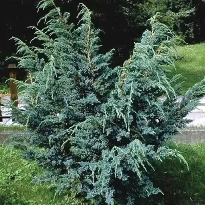 Можжевельник БЛЮ АЛЬПС китайский  в Кобрине