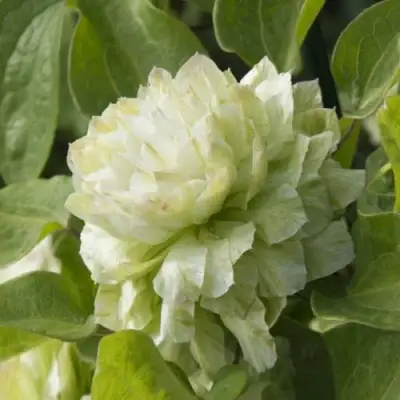 Клематис КОХАНА в Кобрине