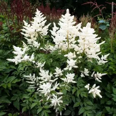 Астильба ДОЙЧЛАНД японская в Кобрине