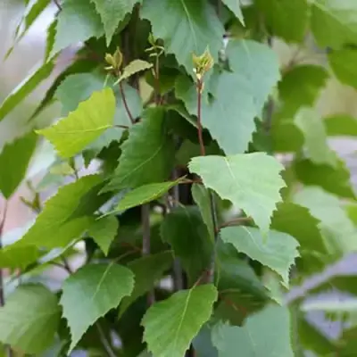 Береза ФАСТИГИАТА повислая  в Кобрине