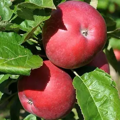 Яблоня СОЗВЕЗДИЕ колонновидная в Кобрине