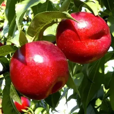 Нектарин ХАРКО в Кобрине