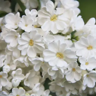 Сирень РОЧЕСТЕР в Кобрине