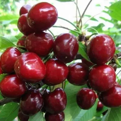 Черешня ГРОНКАВАЯ в Кобрине