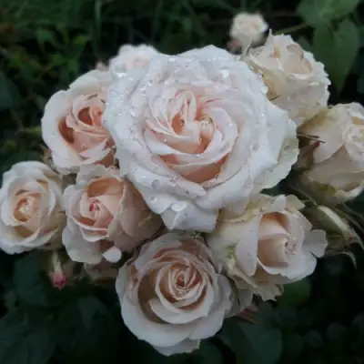 Роза ЯНА спрей в Кобрине