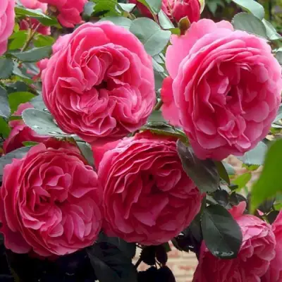 Роза ЛЕОНАРДО ДА ВИНЧИ флорибунда в Кобрине