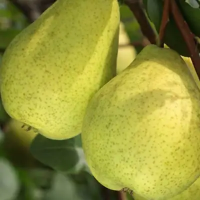 саженцы груши Сказочная