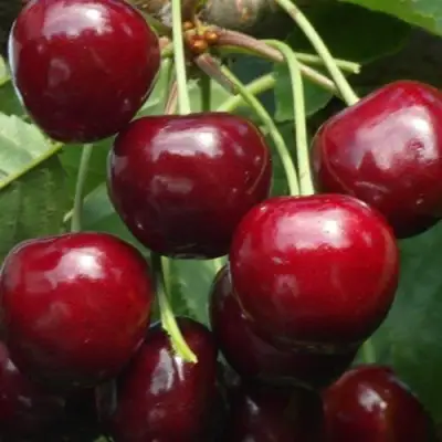Черешня ГРОНКАВАЯ в Кобрине