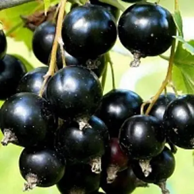 Смородина чёрная СОКРОВИЩЕ в Кобрине