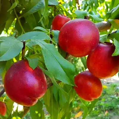 Нектарин НЕКТАРЕД-4 в Кобрине