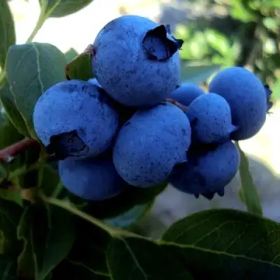 Голубика ДЖЕРСИ в Кобрине