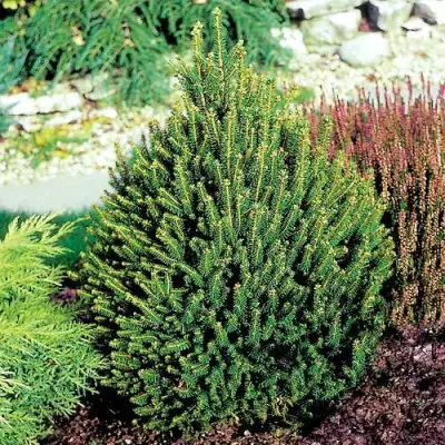 Ель КОМПАКТА обыкновенная в Кобрине