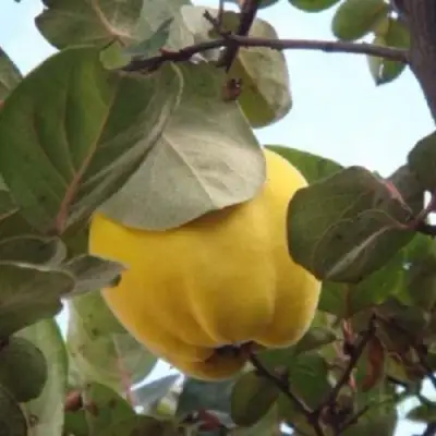 Айва АКАДЕМИЧЕСКАЯ в Кобрине