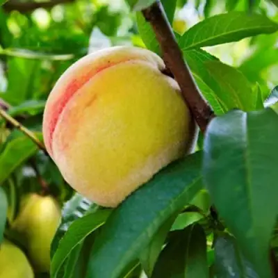 Персик ДОНЕЦКИЙ ЖЕЛТЫЙ в Кобрине