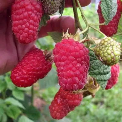 Малина МАРОСЕЙКА в Кобрине