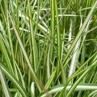 Вейник АВАЛАНШ остроцветковый в Кобрине