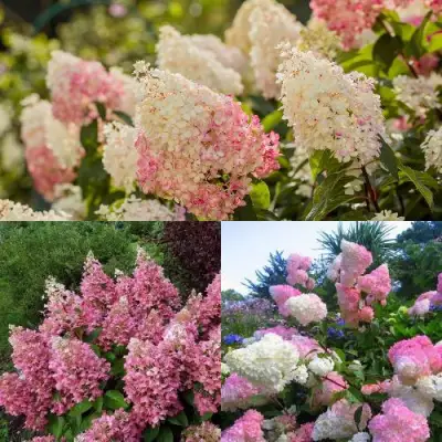 Комплект ЯГОДНОЕ МОРОЖЕНОЕ в Кобрине