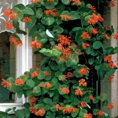 Жимолость ДРОМПОР СКАРЛЕТТ брауна в Кобрине