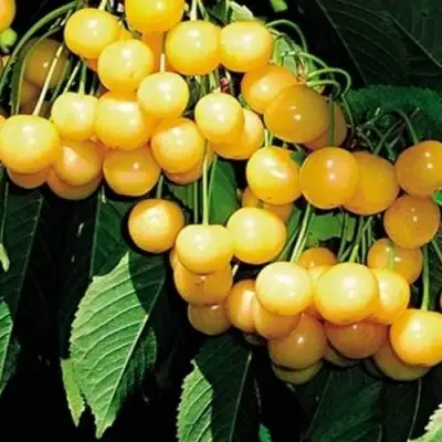 Черешня ДРОГАНА ЖЁЛТАЯ в Кобрине