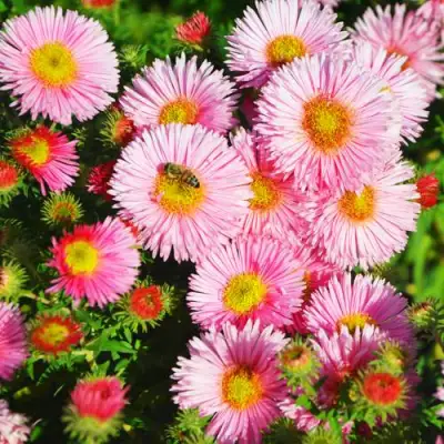 Астра РУДЕЛЬСБУРГ новоанглийская в Кобрине