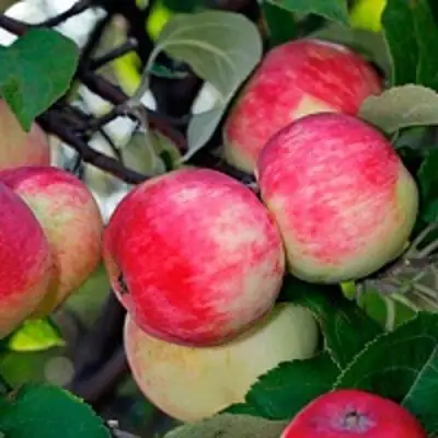 Яблоня СЕРЕБРЯНОЕ КОПЫТЦЕ в Кобрине