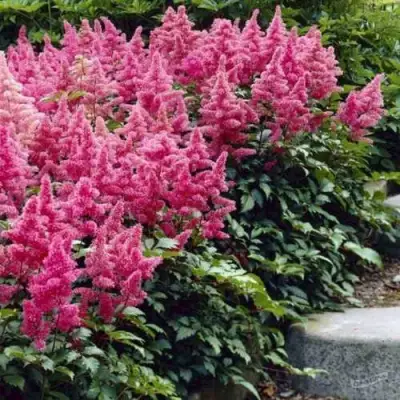 Астильба БОНН японская в Кобрине