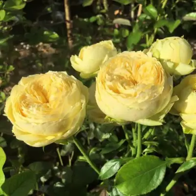 Роза КАТАЛИНА спрей в Кобрине