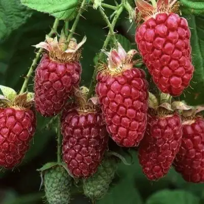 Малина РУБИНОВОЕ ОЖЕРЕЛЬЕ в Кобрине