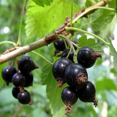 Смородина чёрная БИНАР в Кобрине