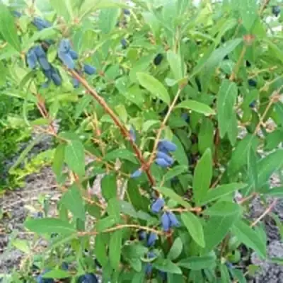 Жимолость съедобная АМФОРА в Кобрине