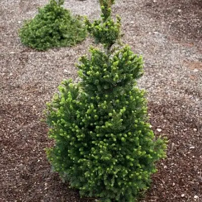 Ель ВИЛС ЦВЕРГ обыкновенная в Кобрине