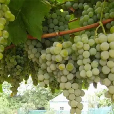 Виноград АНАНАСНЫЙ РАННИЙ в Кобрине