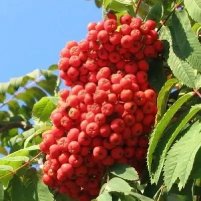 Рябина НЕВЕЖИНСКАЯ сладкоплодная в Кобрине