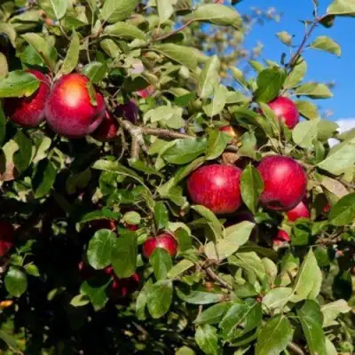 Яблоня СЯБРЫНА в Кобрине