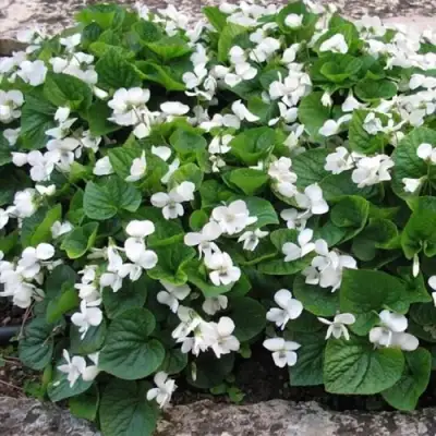 Фиалка АЛЬБИФЛОРА сестринская в Кобрине