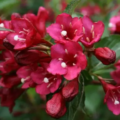 Вейгела ЕВА РАТКЕ в Кобрине