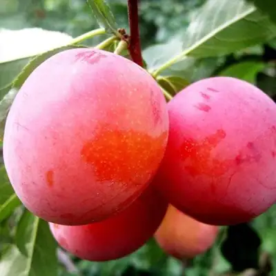 Слива КОМЕТА в Кобрине