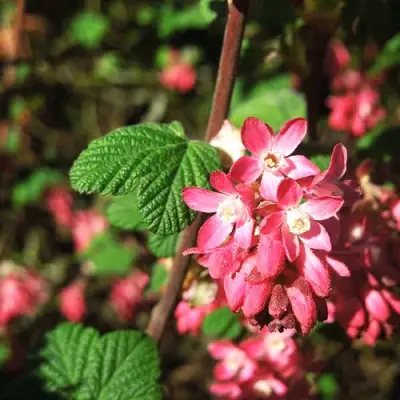 Смородина кроваво-красная ПУЛБОРО СКАРЛЕТ  в Кобрине