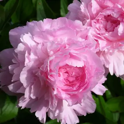 Пион ЛЕТЯЩИЙ ЖУРАВЛЬ травянистый в Кобрине