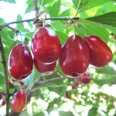 Кизил ЛУКЬЯНОВСКИЙ в Кобрине