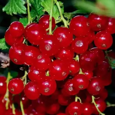 Смородина красная СЕРПАНТИН в Кобрине