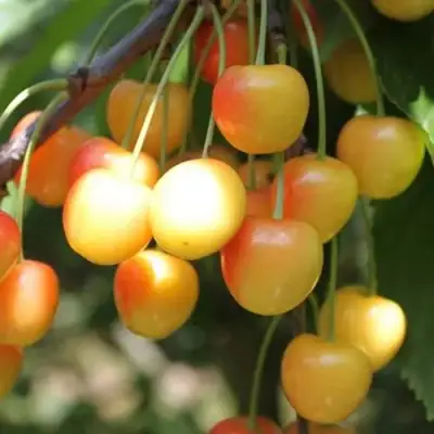 Черешня ЯНТАРНАЯ в Кобрине