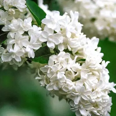 Сирень МАДАМ ЛЕМУАН в Кобрине